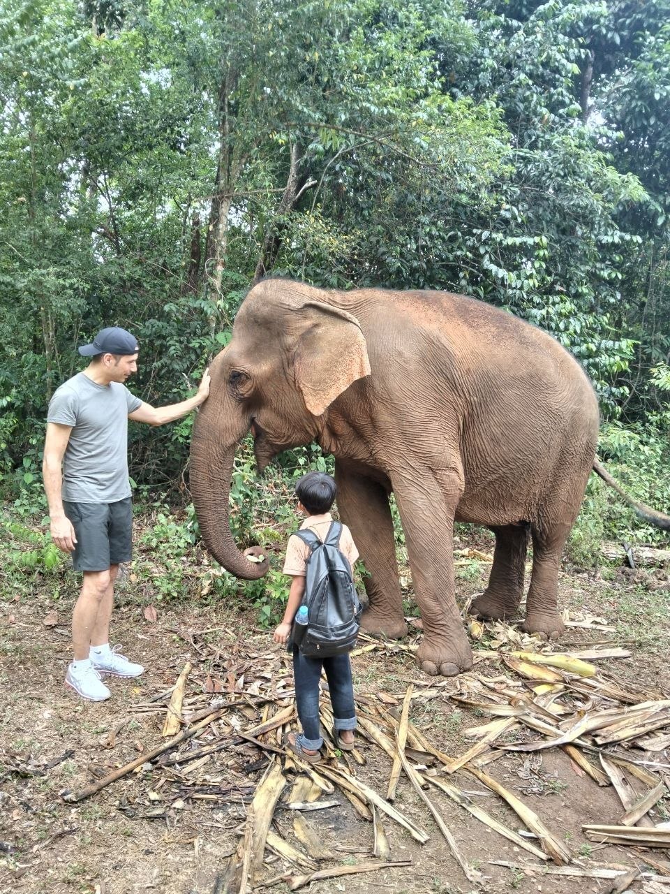 Elephant Encounter