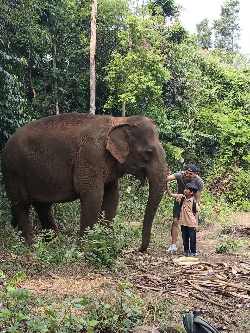 Elephant Encounter