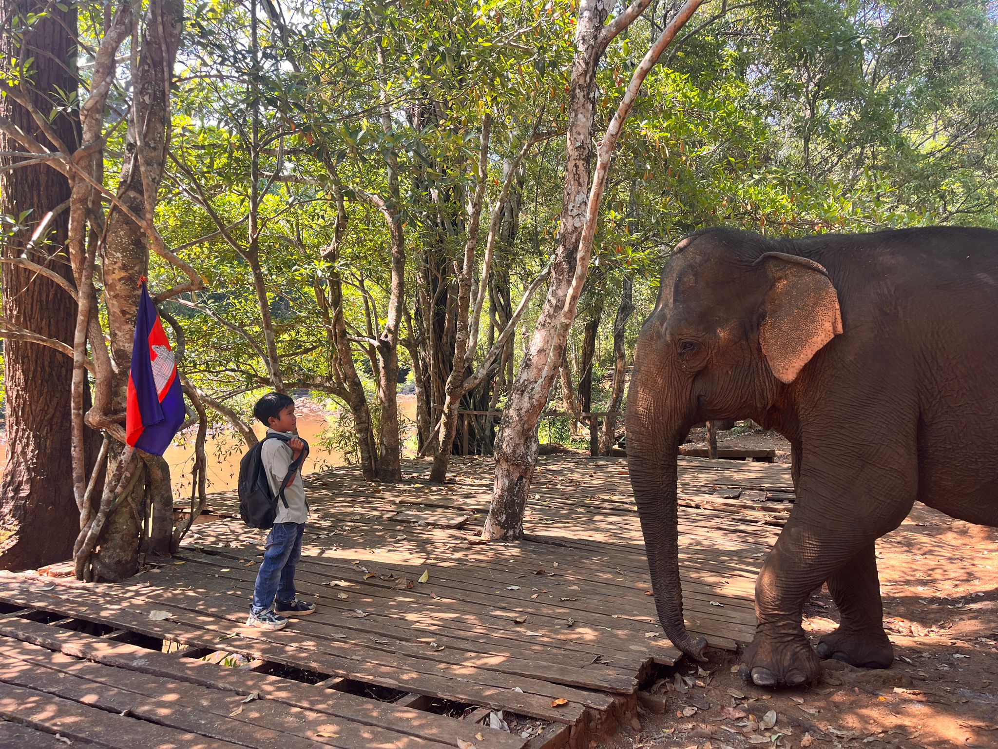 Elephant Encounter