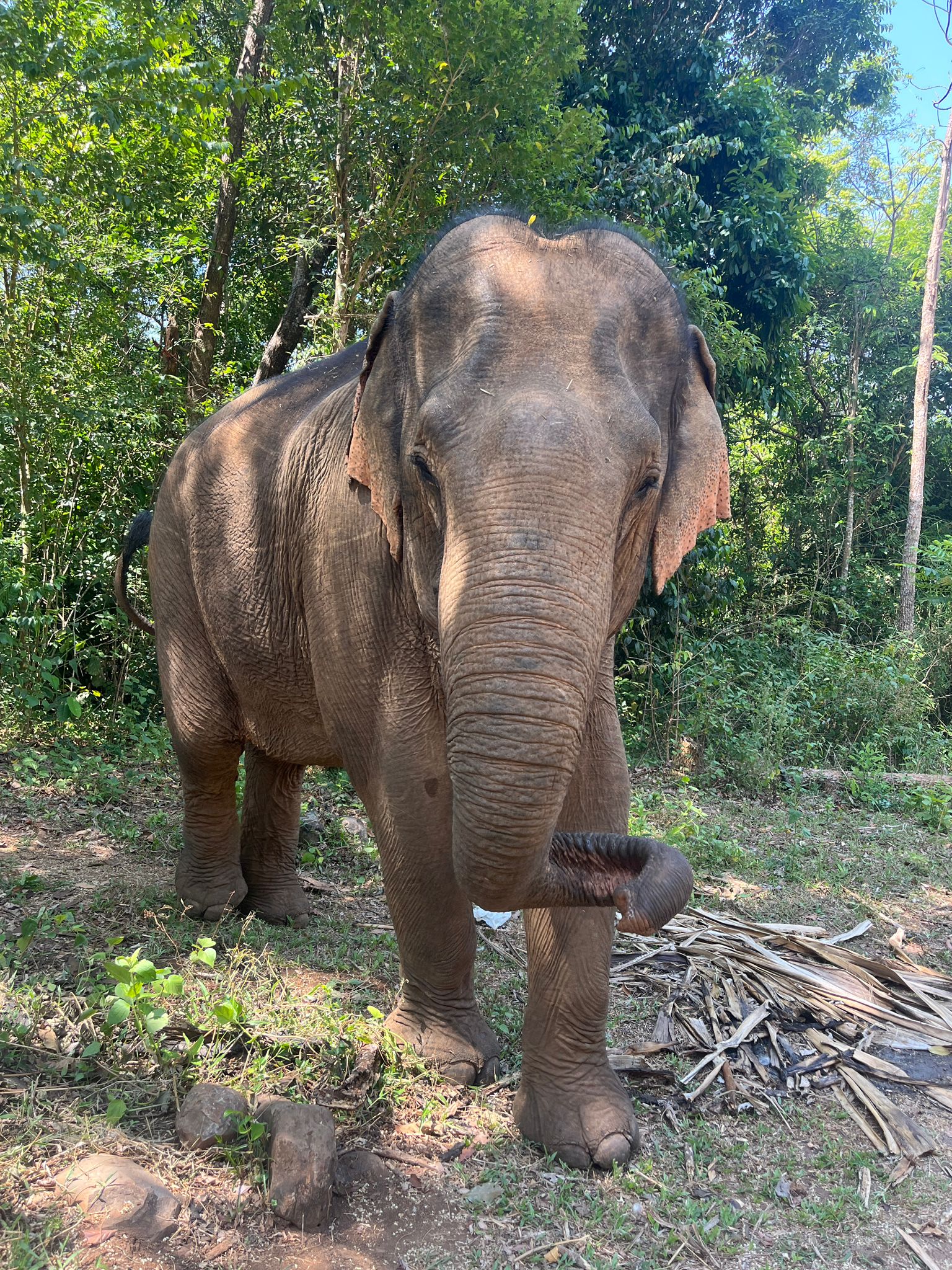 Elephant Encounter