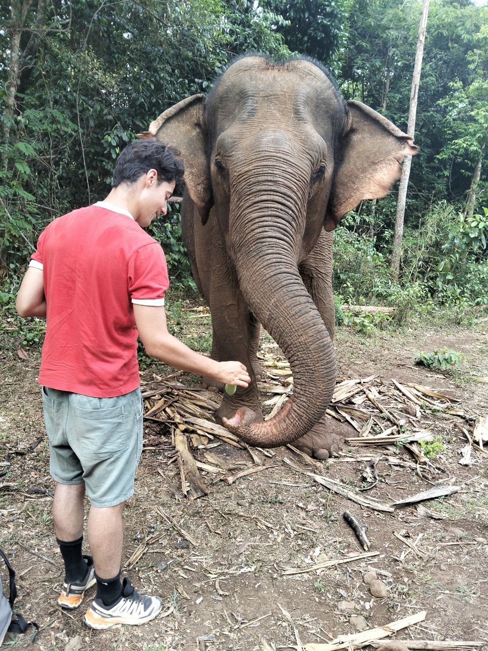 Elephant Encounter
