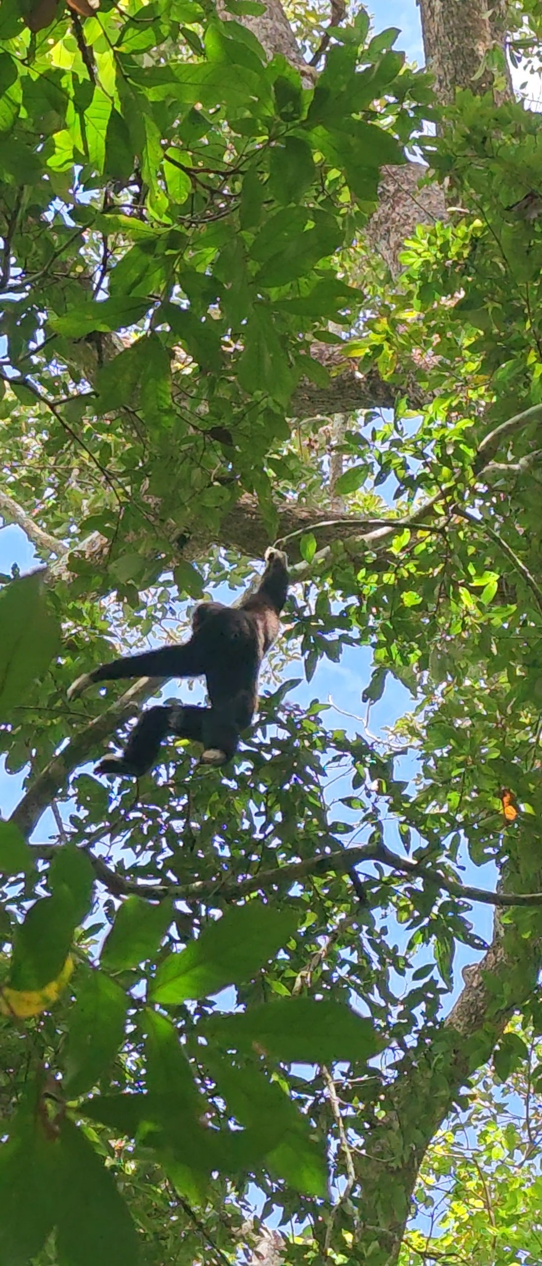 Gibbon Adventure