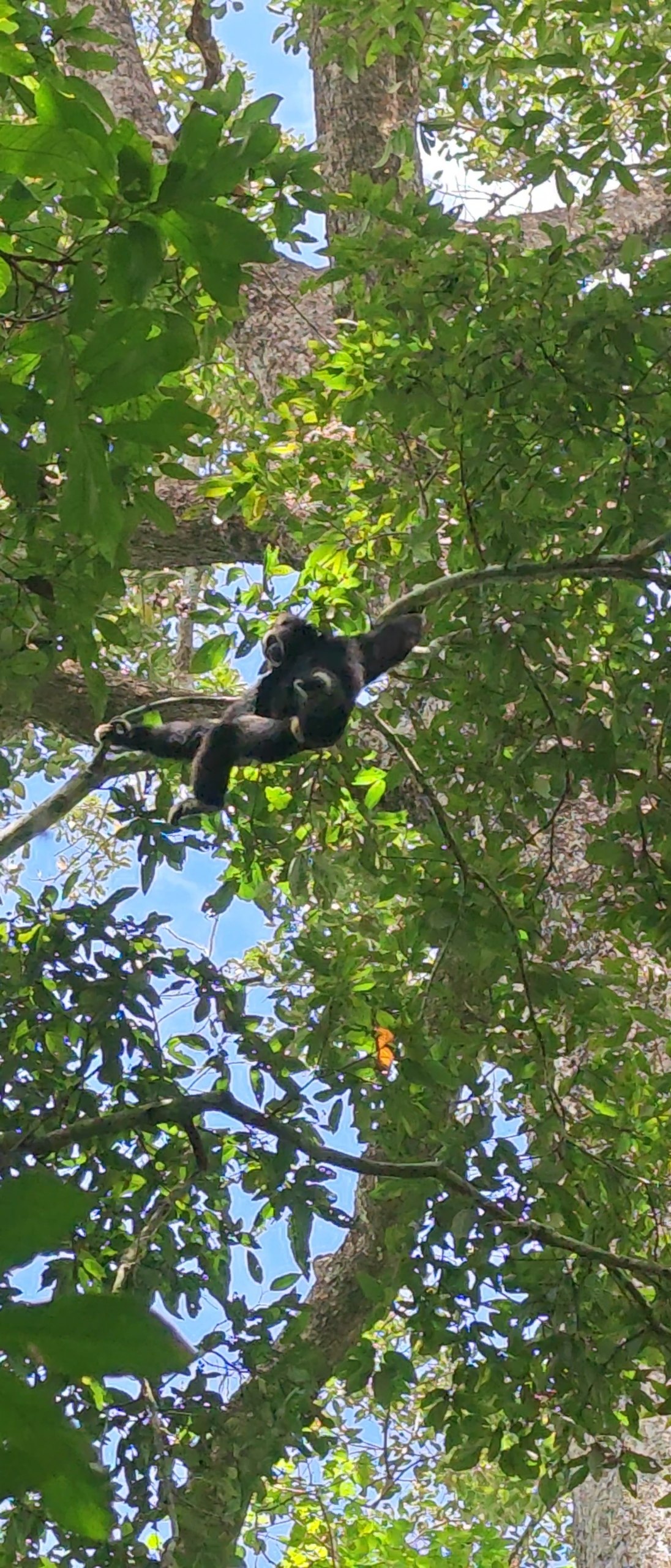 Gibbon Adventure
