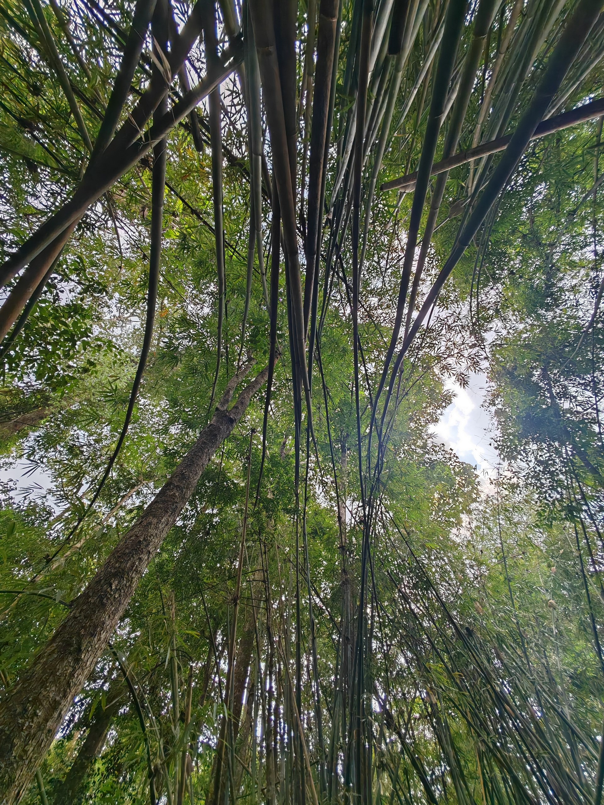 Gibbon Adventure