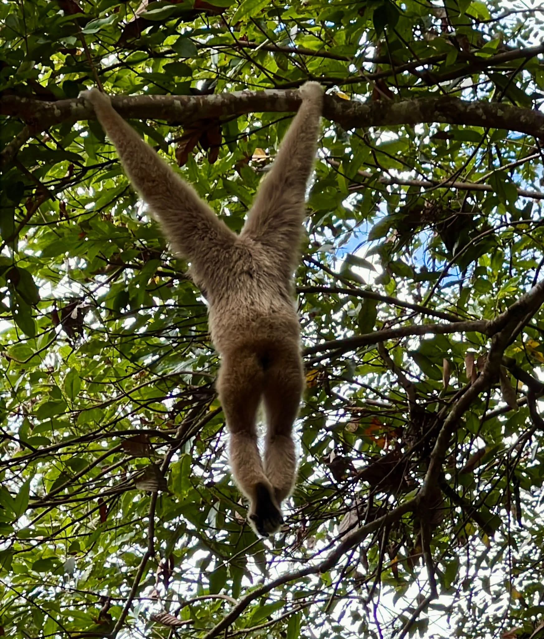 Gibbon Adventure
