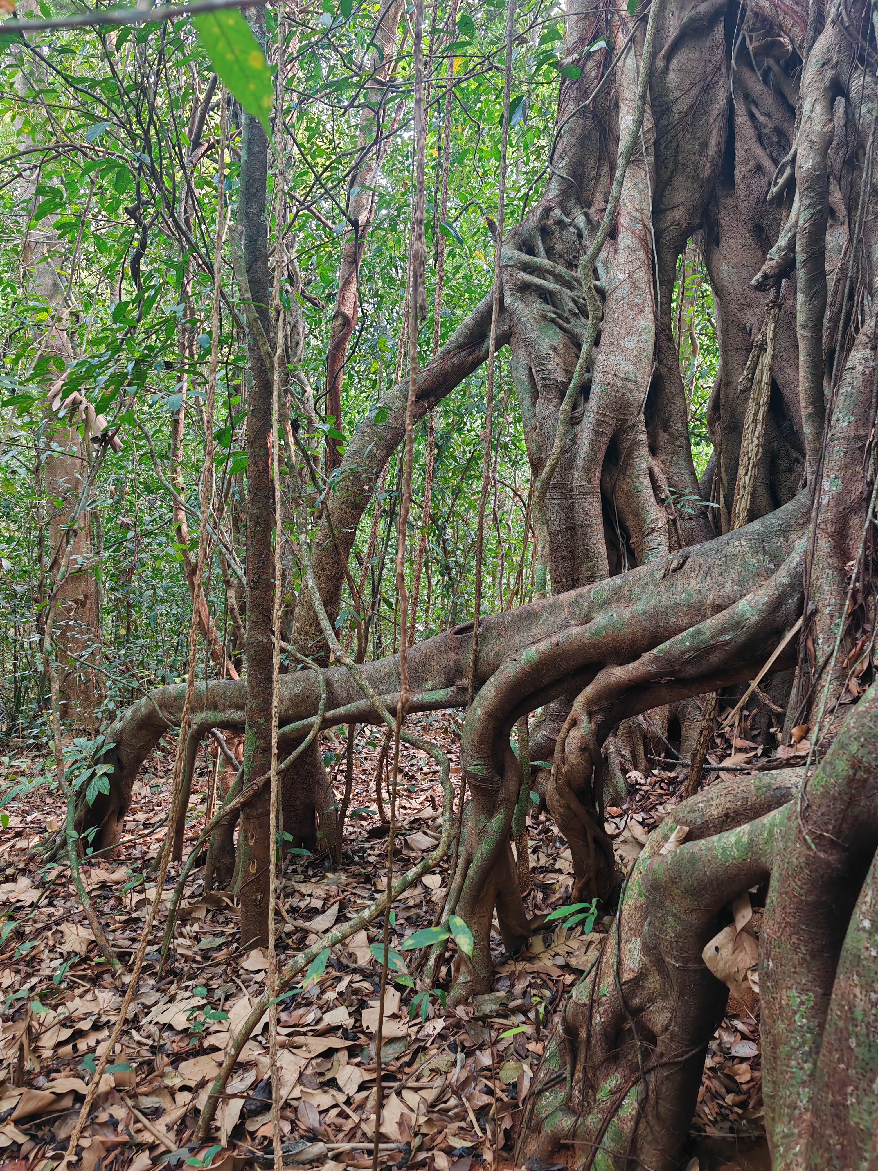 Gibbon Adventure
