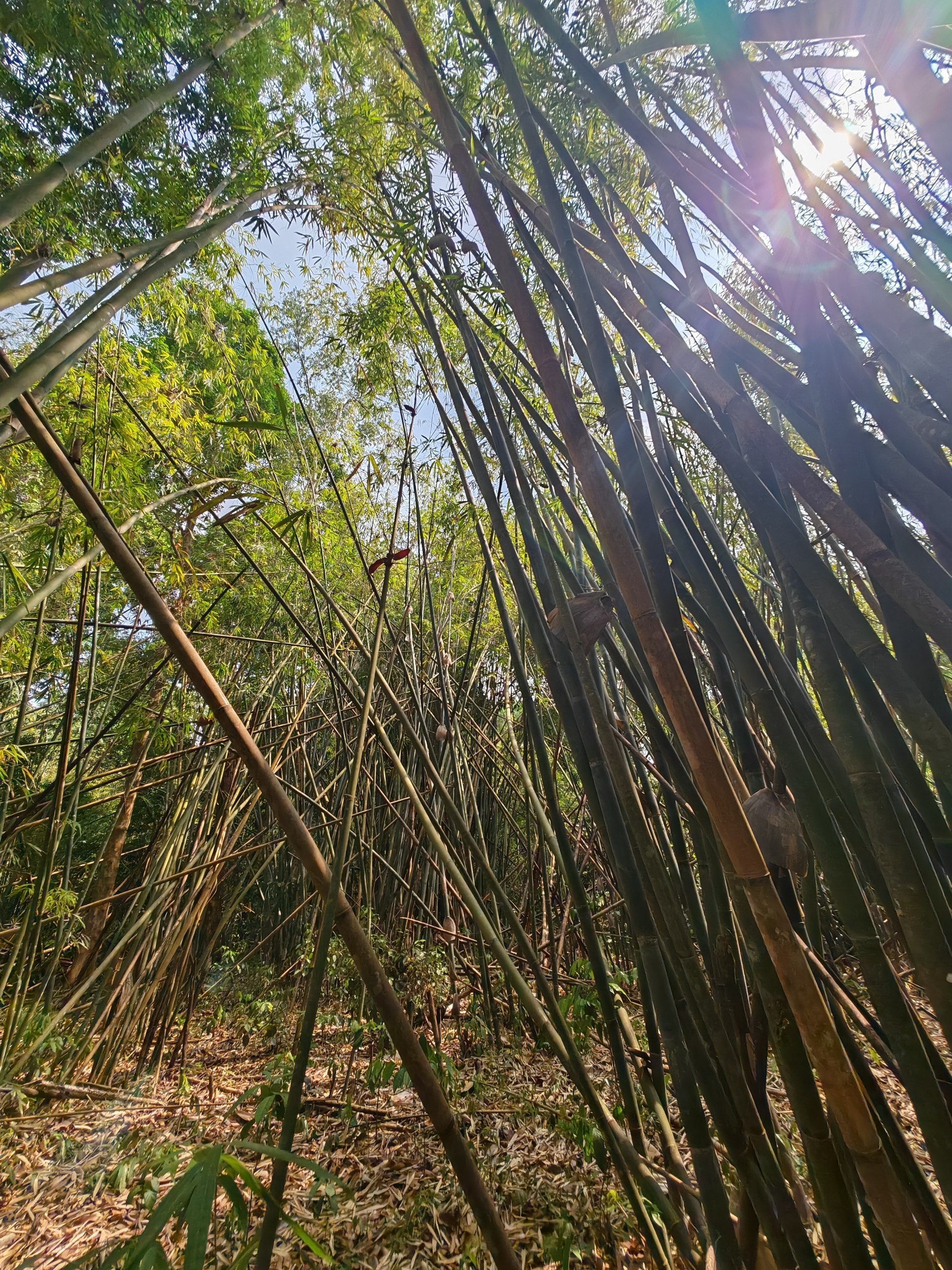Jungle Trekking
