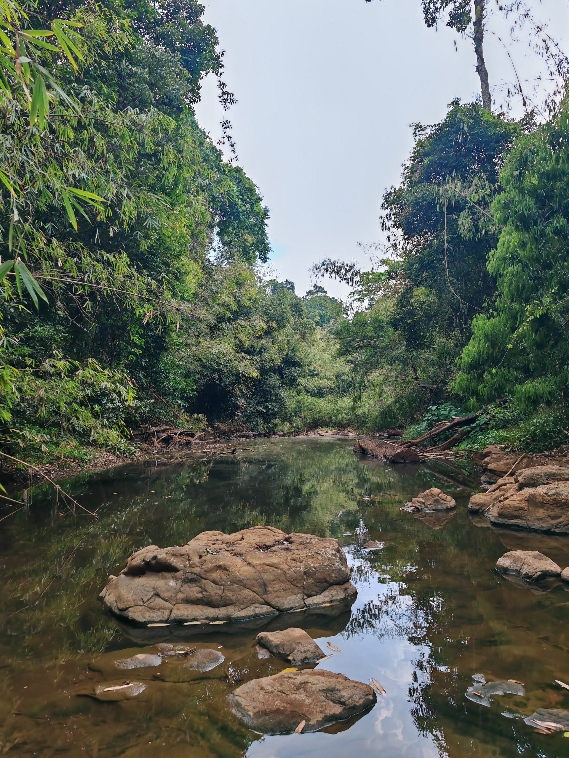 Jungle Trekking