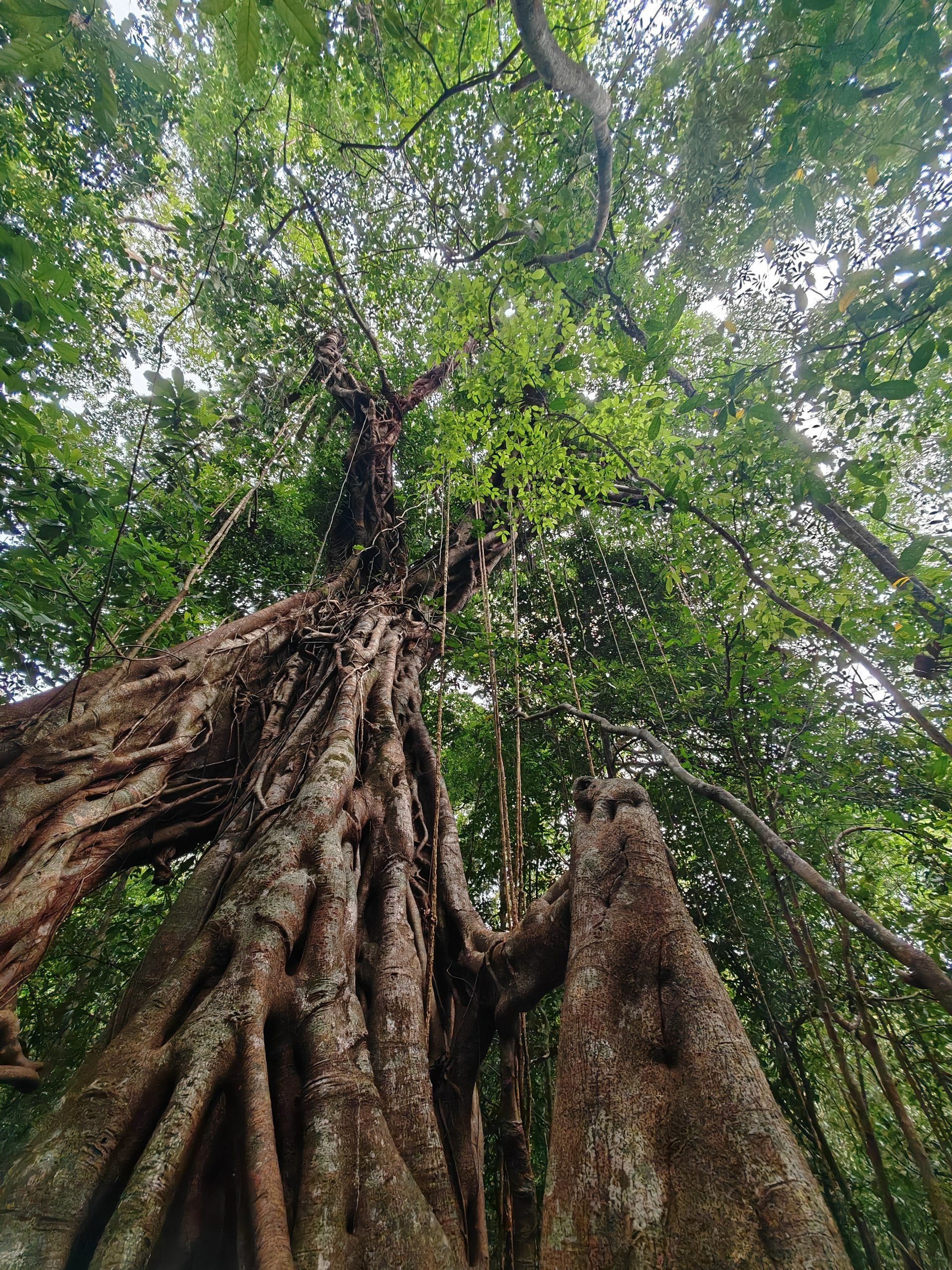 Jungle Trekking